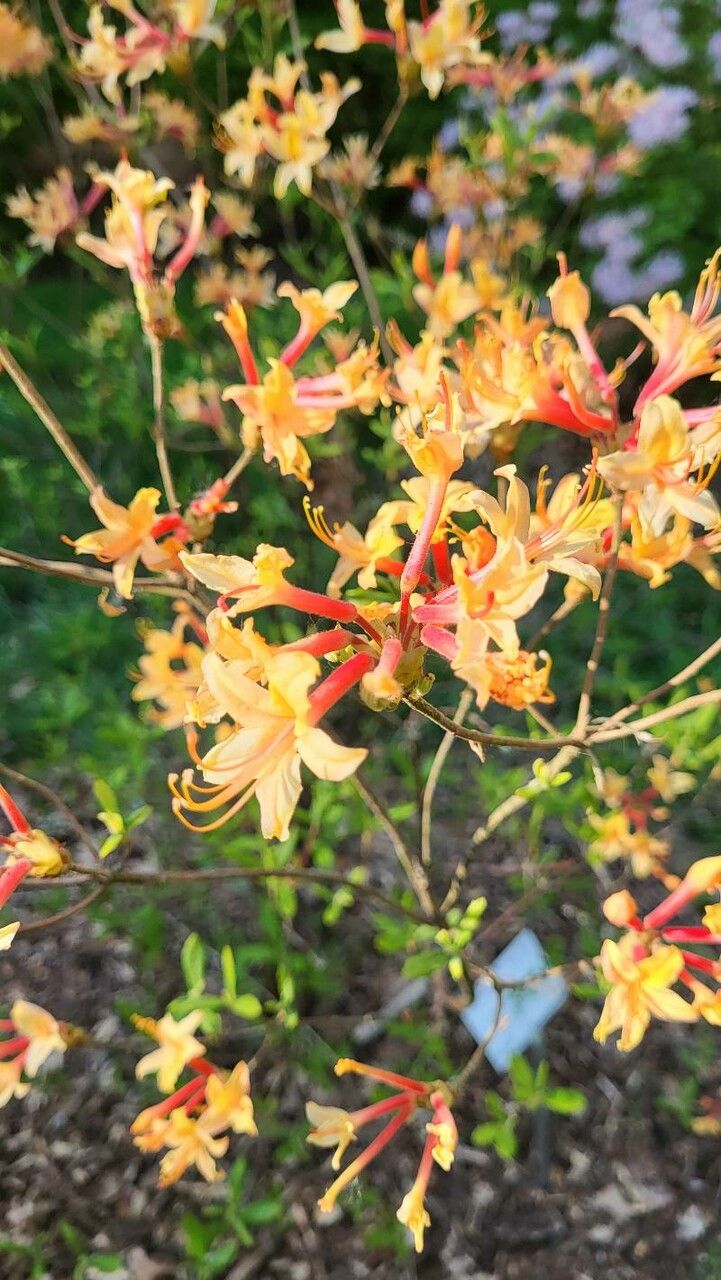 Rhododendron austrinum flower