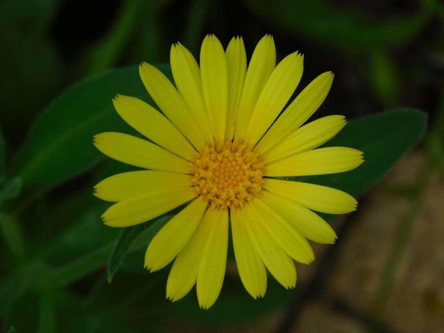 Calendula maritima flower