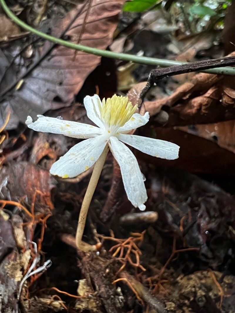 Oncoba flagelliflora flower