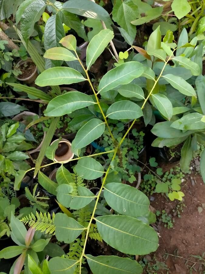 Zanthoxylum gilletii — search result for 'Zanthoxylum'