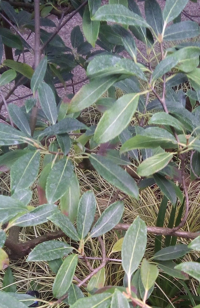 Viburnum henryi — search result for 'Viburnum'