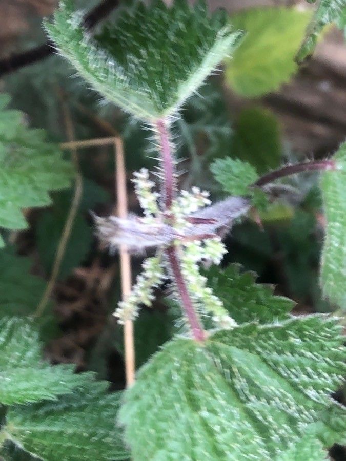 Urtica membranacea flower
