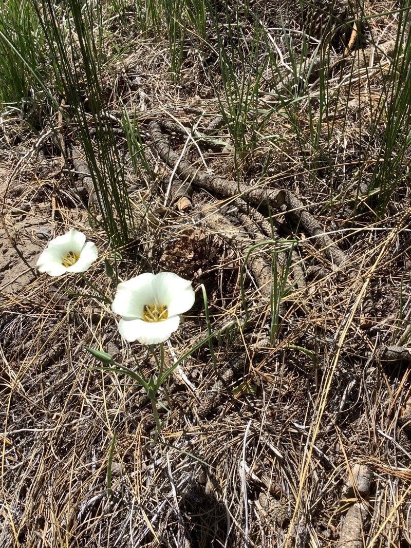 Calochortus leichtlinii — search result for 'Calochortus'