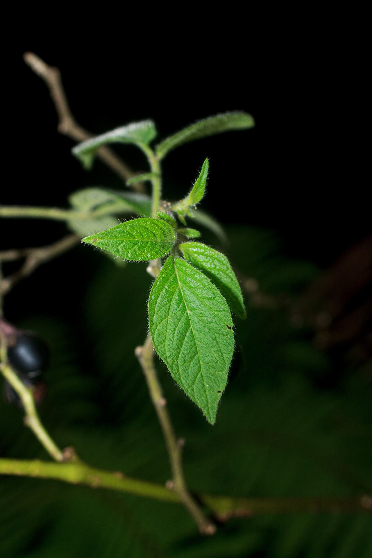 Solanum sanctae-marthae — houseplant care guide