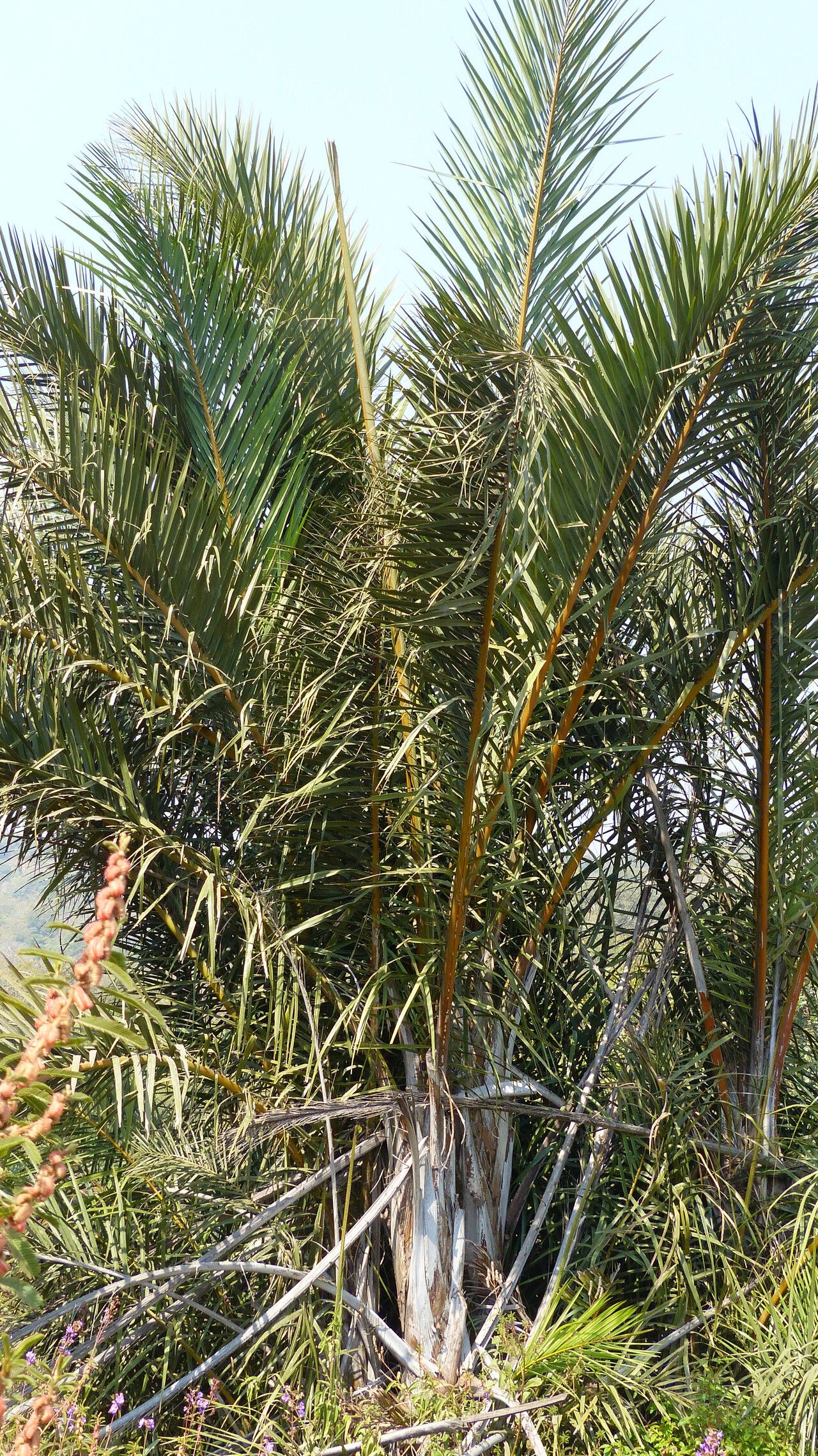 Raphia sudanica bark