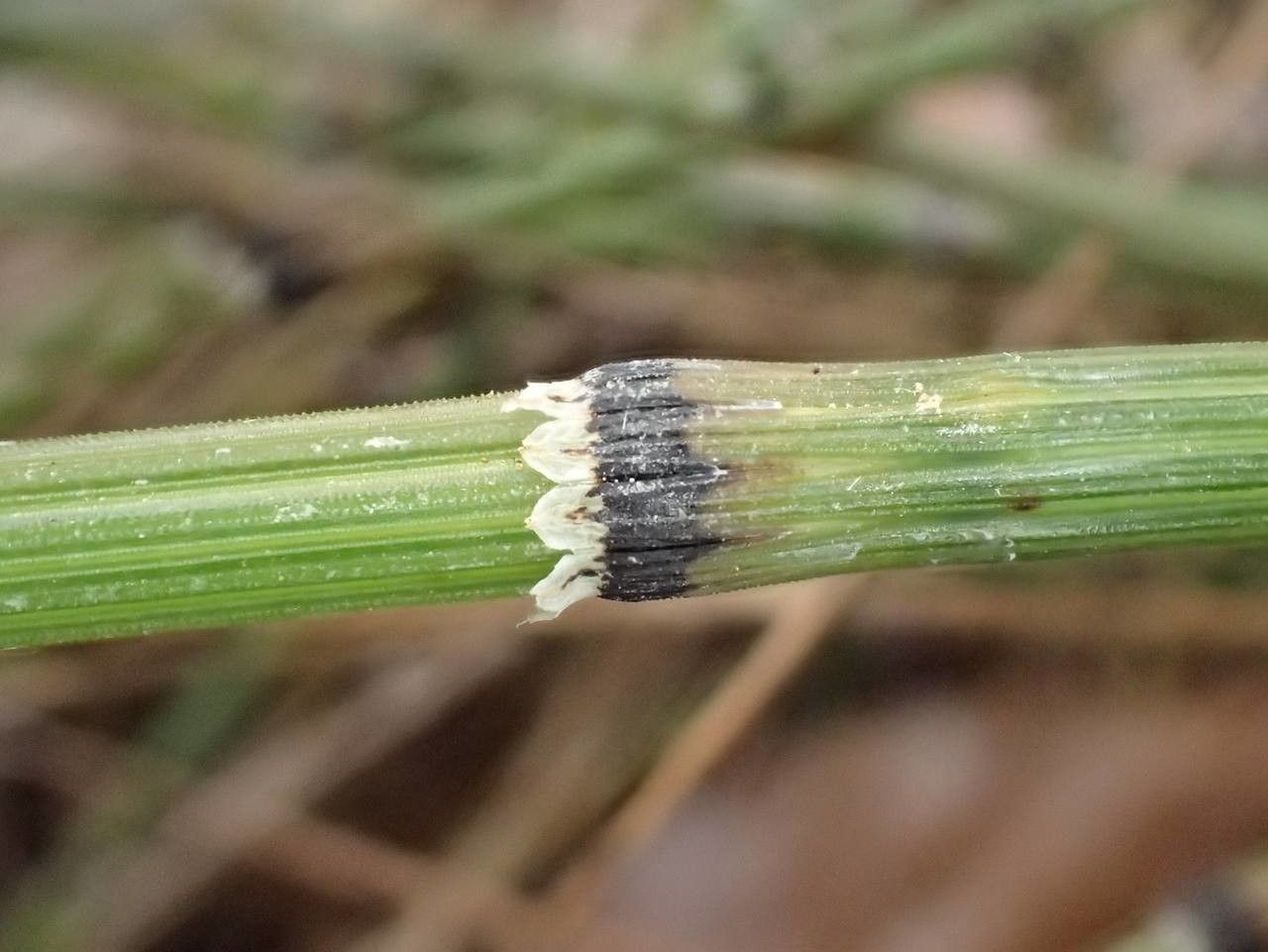 Equisetum variegatum bark