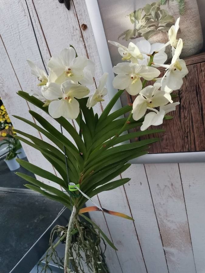 Vanda × amoena habit