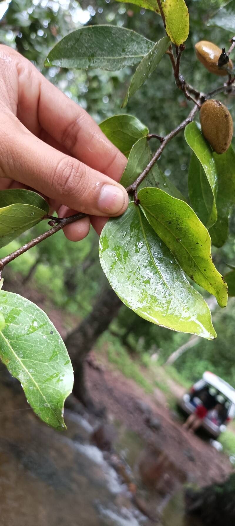 Cynometra oaxacana — houseplant care guide