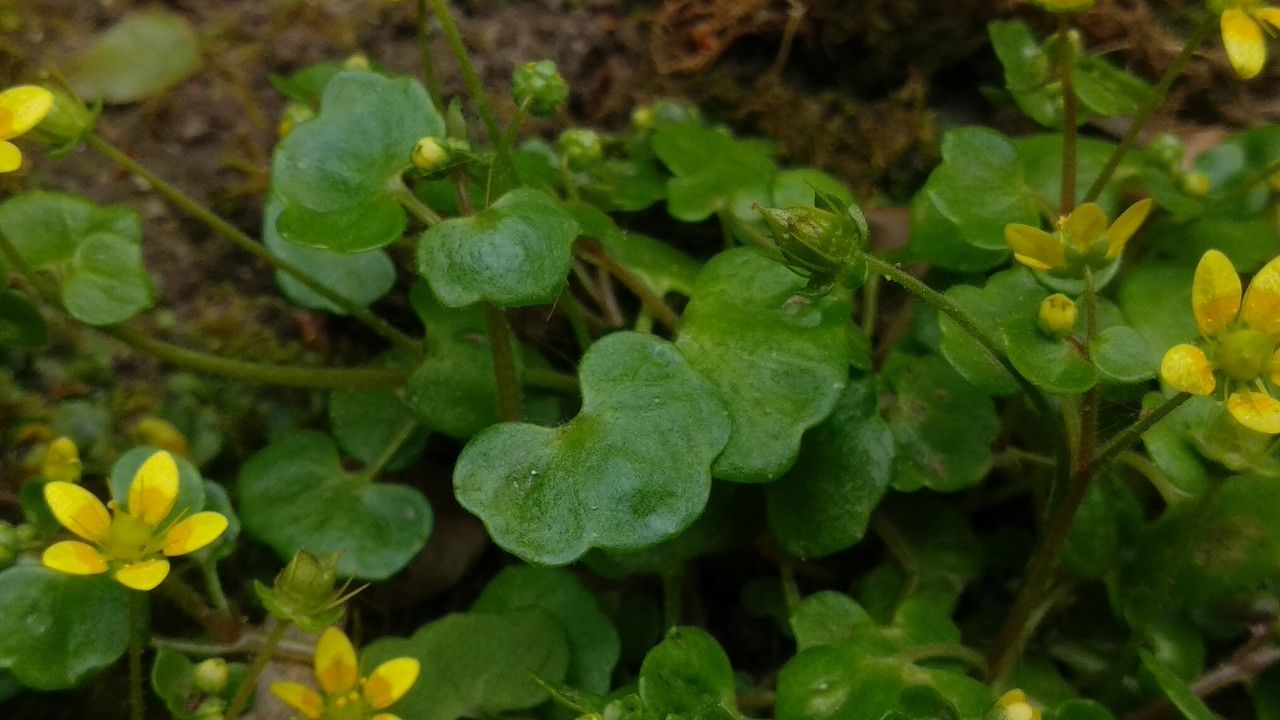 Saxifraga cymbalaria leaf