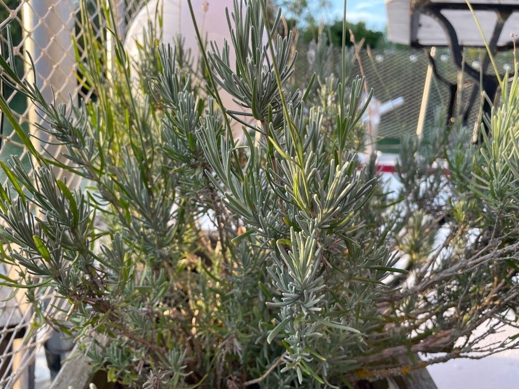 Lavandula maroccana habit