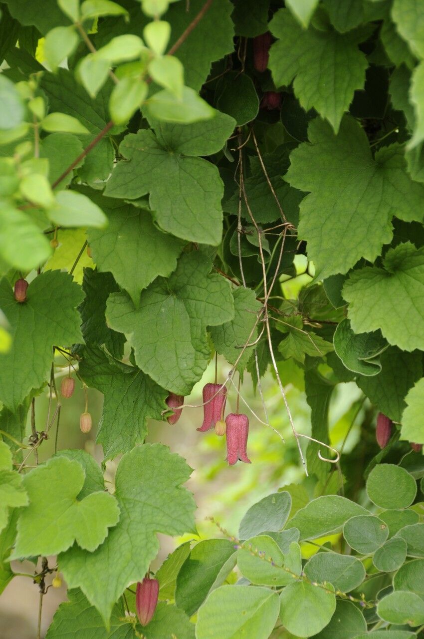 Clematis alternata habit