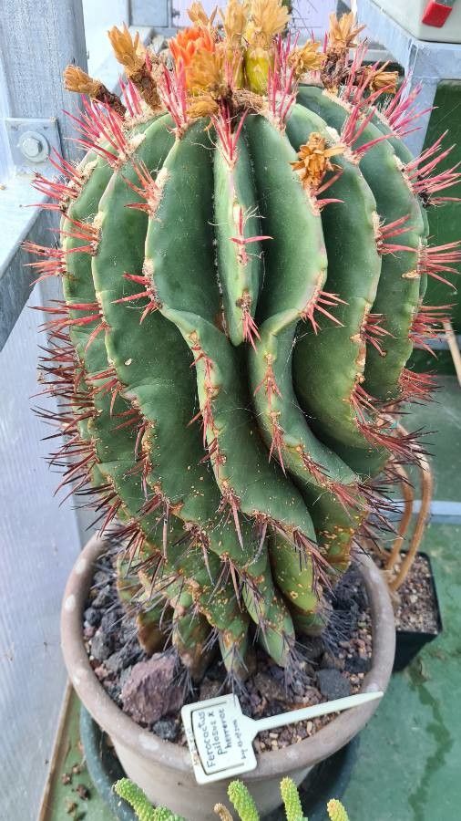 Ferocactus haematacanthus leaf