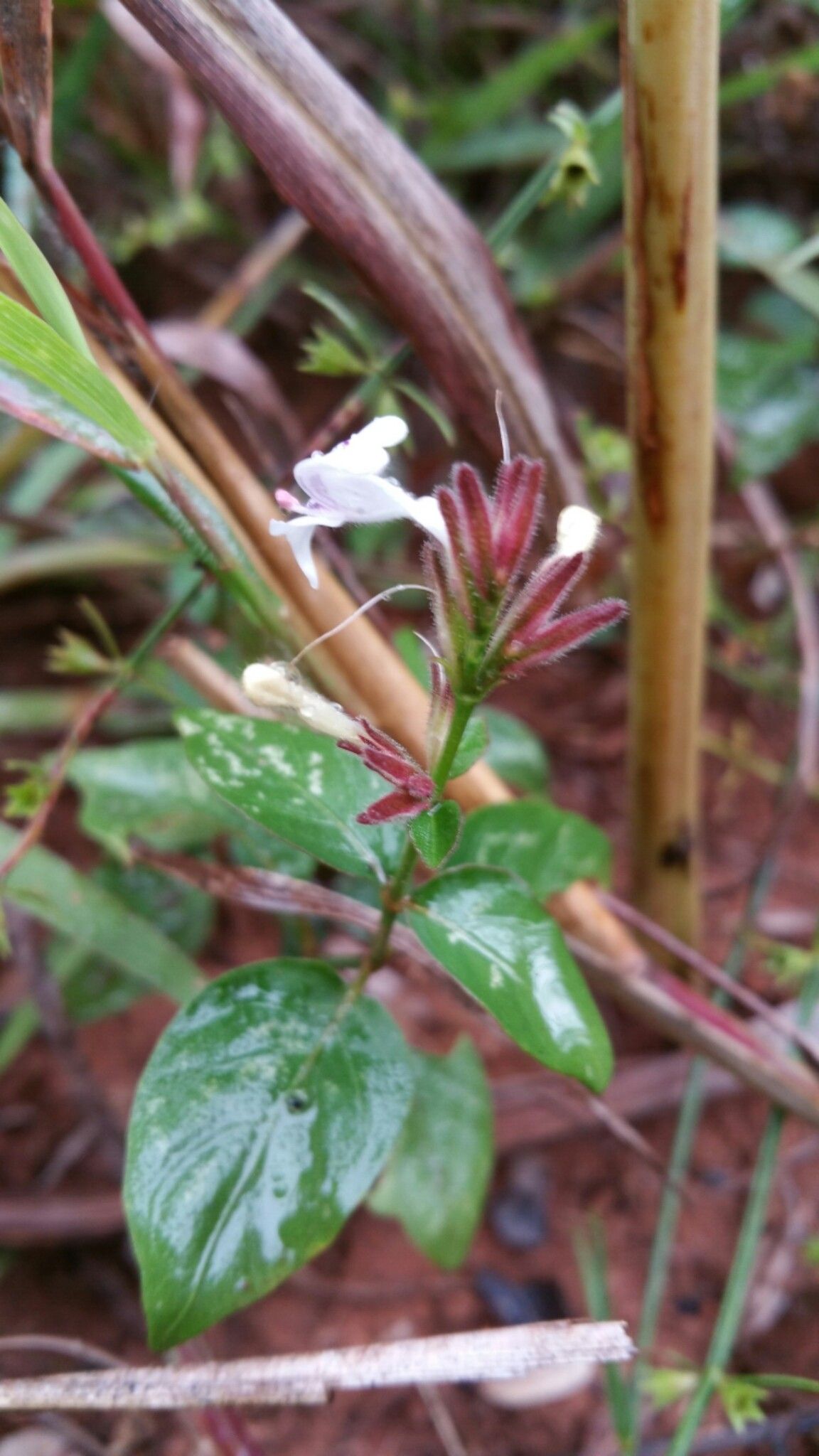 Hypoestes elliotii flower