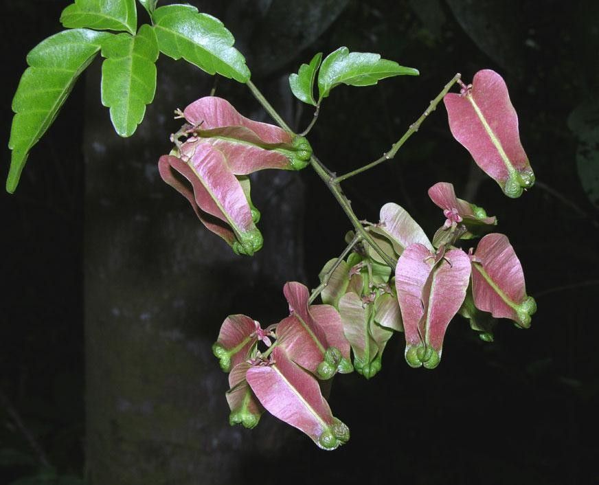 Serjania pyramidata other