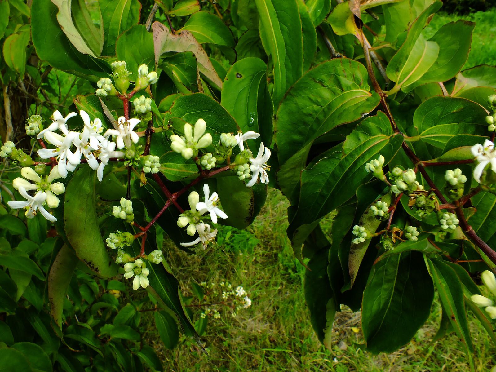 Heptacodium miconioides flower