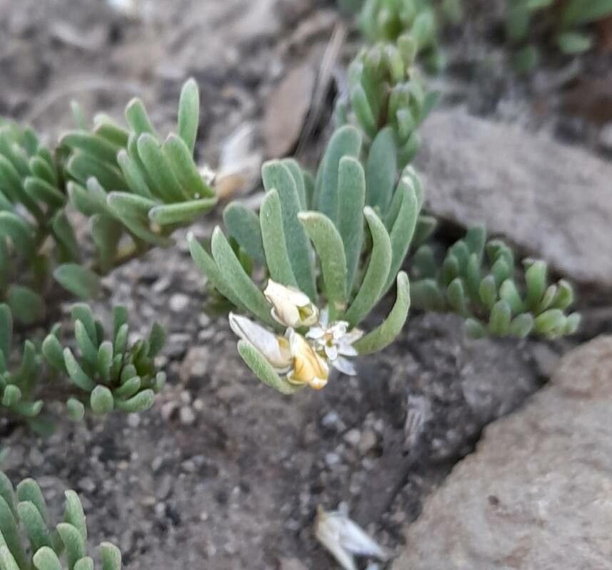 Polygala salasiana flower