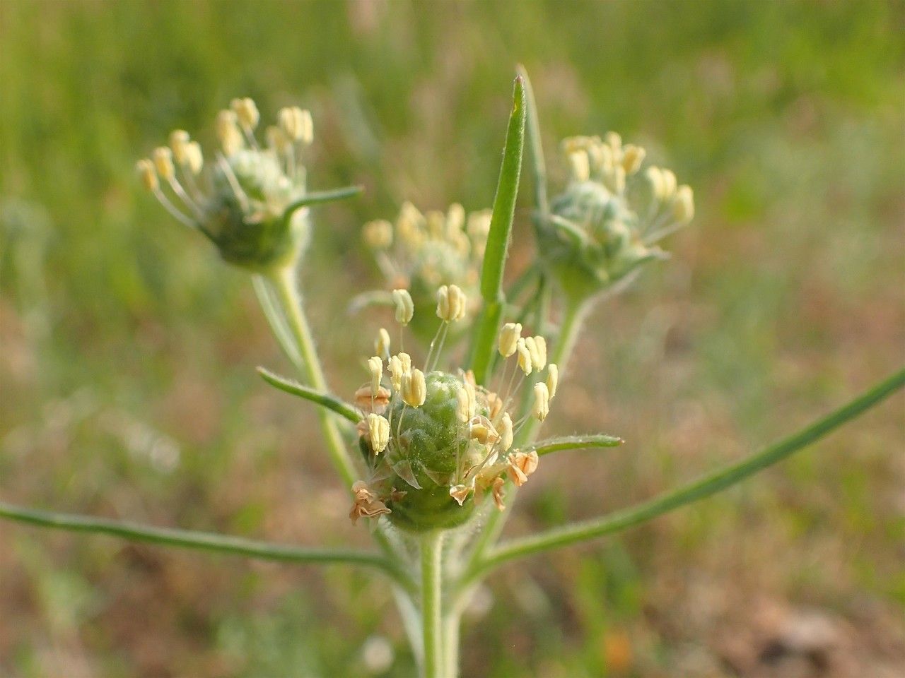 Plantago arenaria fruit