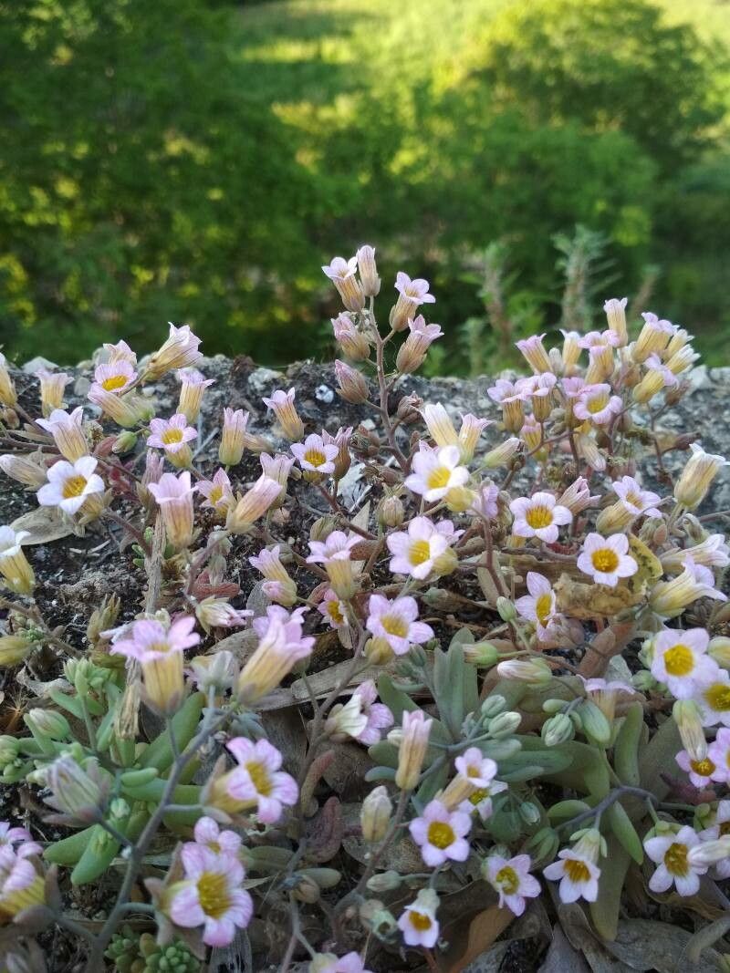 Sedum mucizonia flower