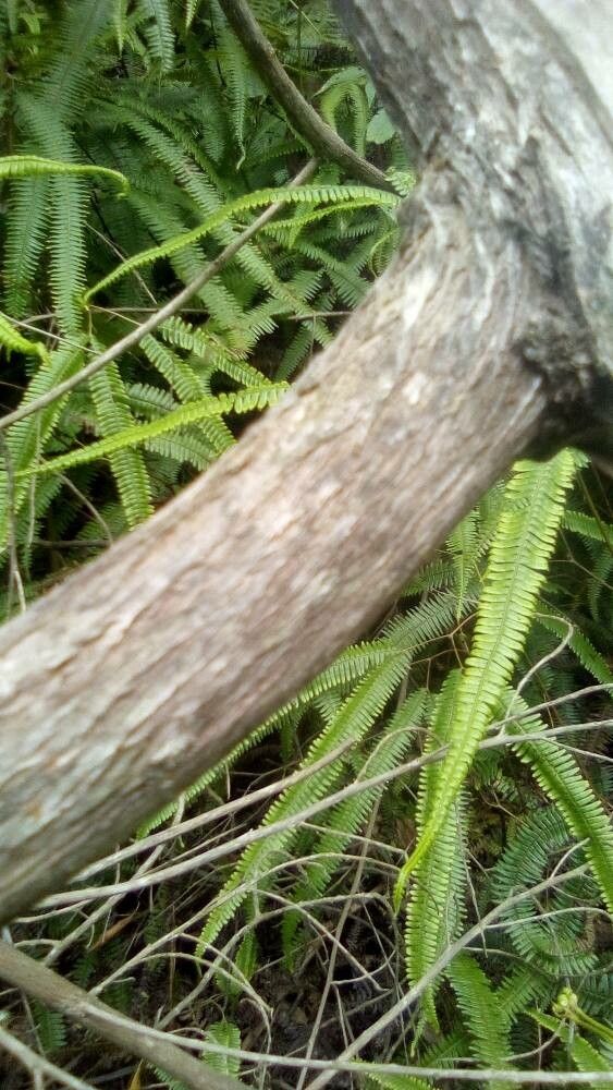 Gleichenia bifida bark