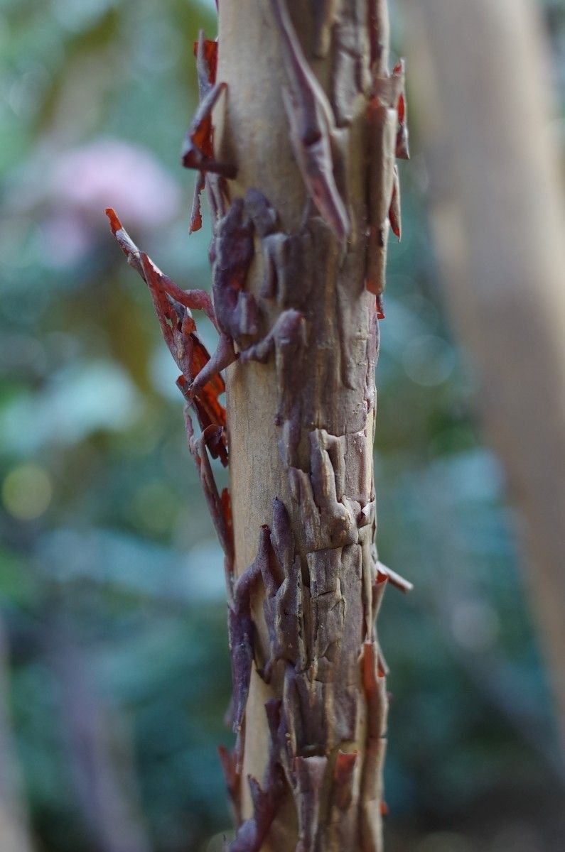 Rhododendron hodgsonii bark