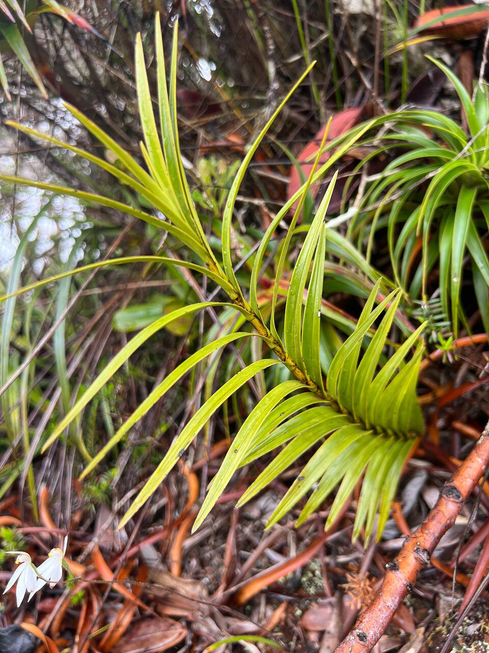 Earina deplanchei — related species from the same genus