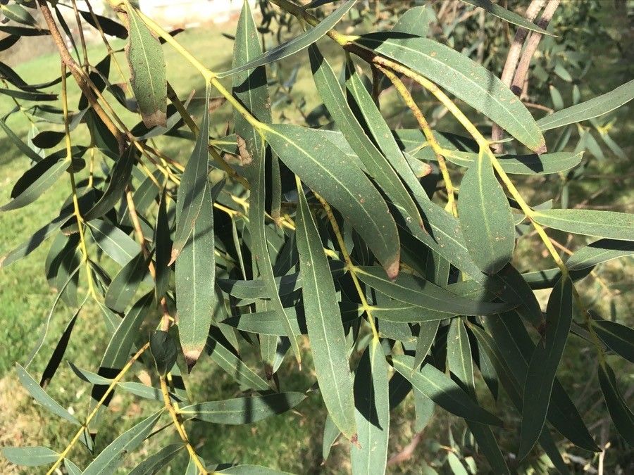 Eucalyptus parvula — search result for 'Eucalyptus'