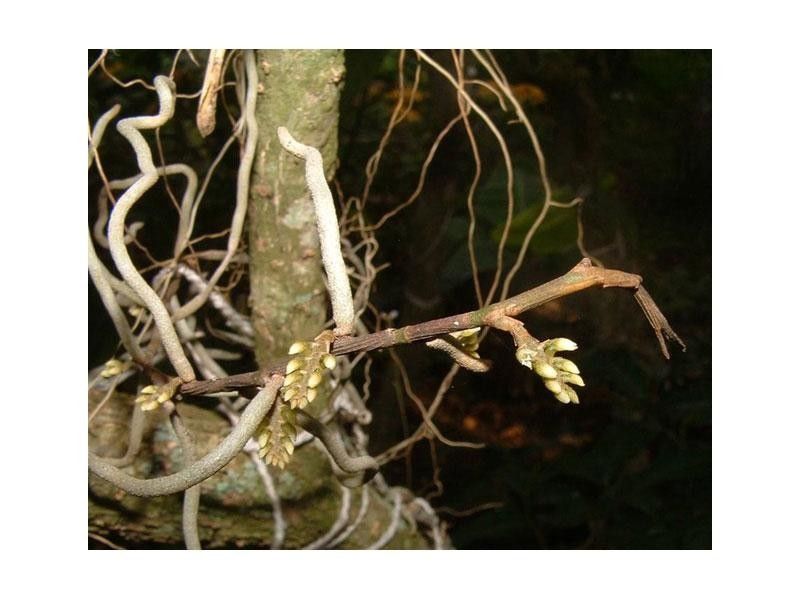 Campylocentrum fasciola other