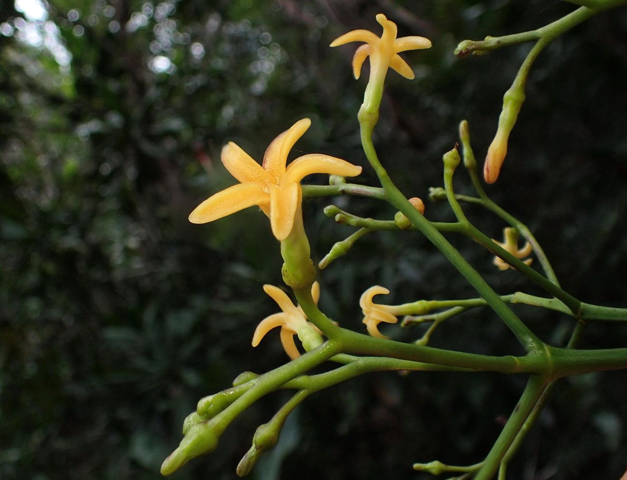 Alstonia vieillardii flower