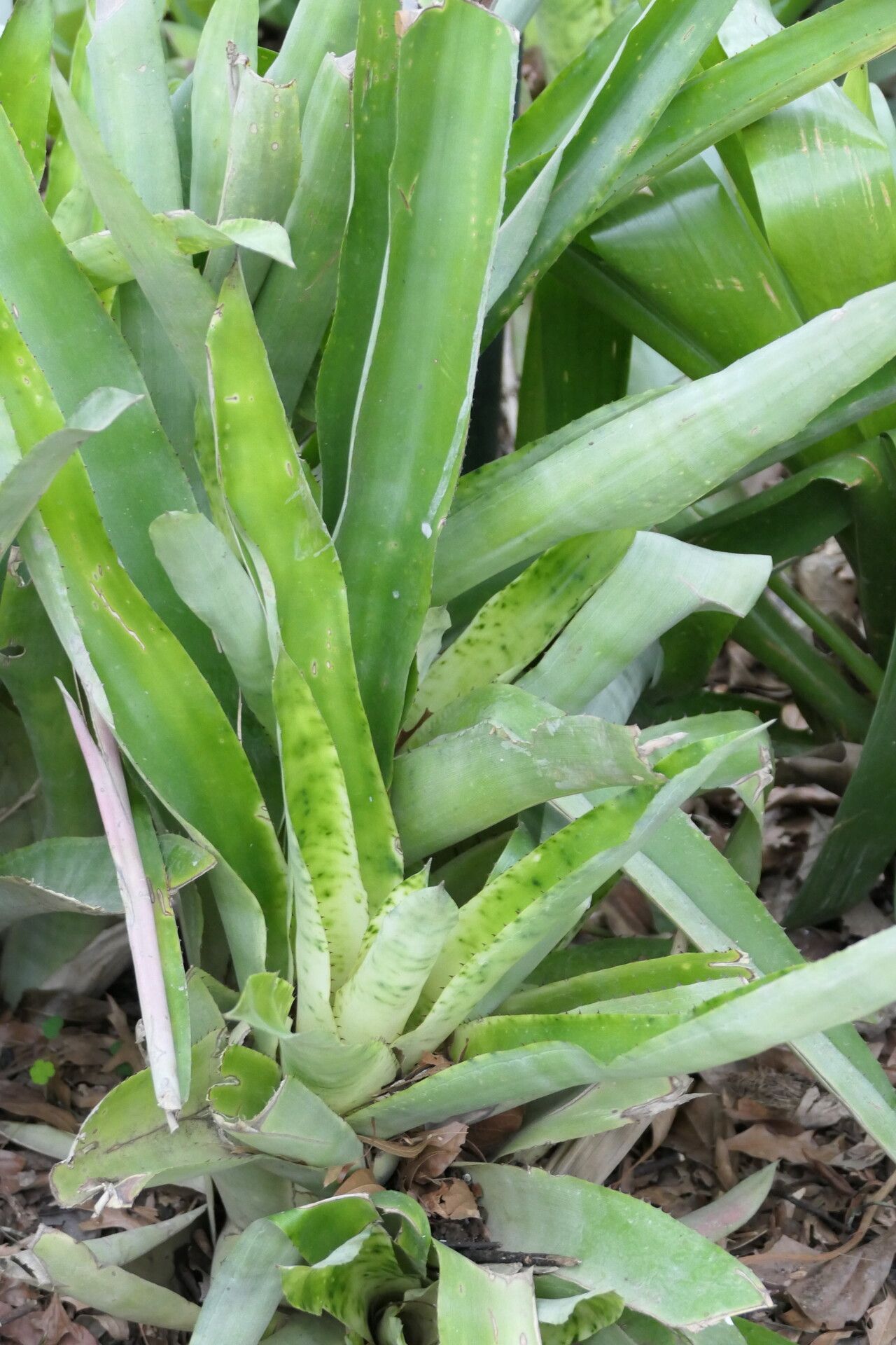 Canistrum cyathiforme habit
