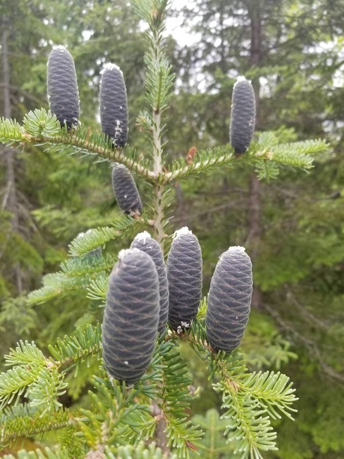 Abies balsamea fruit