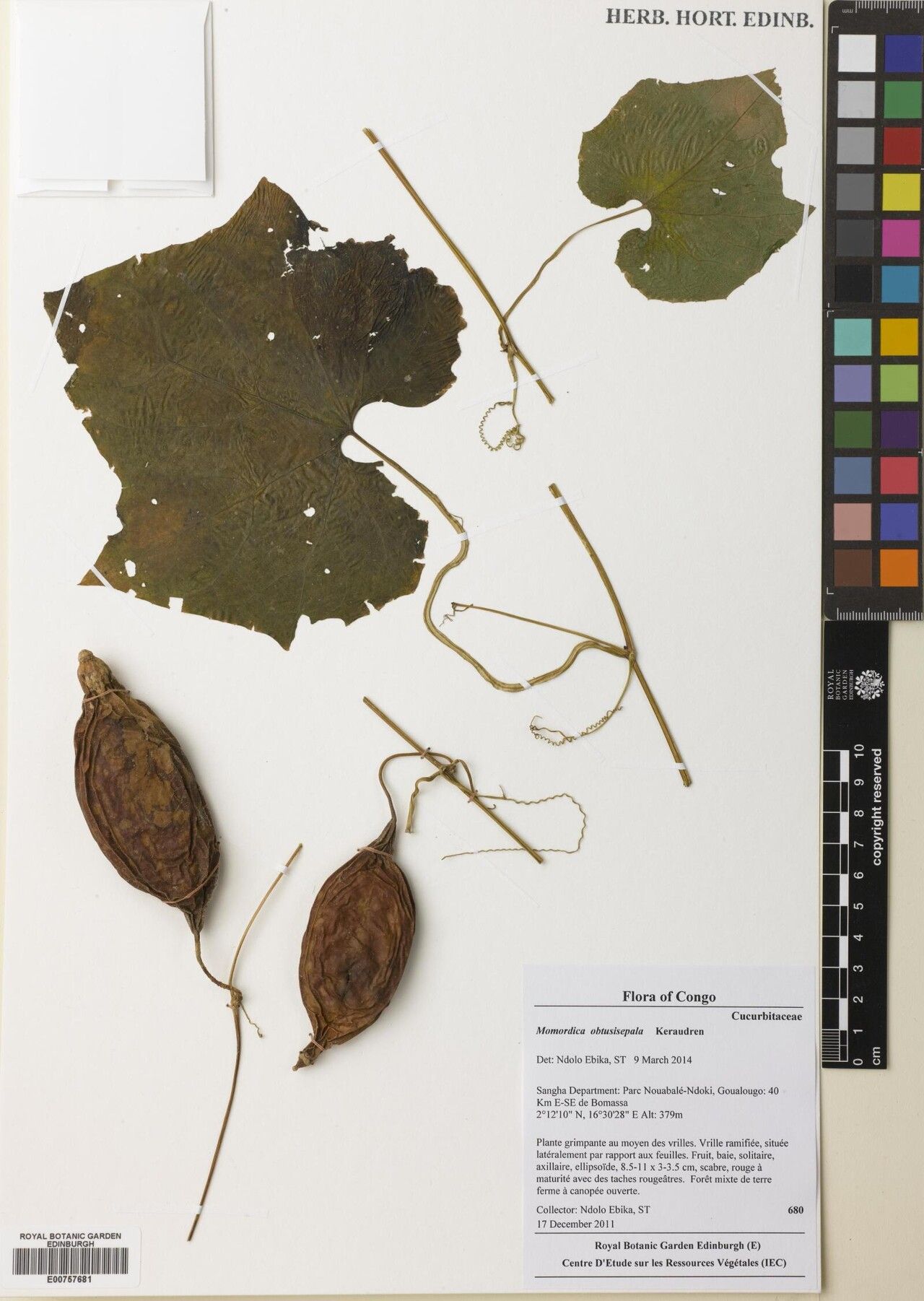 Momordica obtusisepala — search result for 'Momordica'