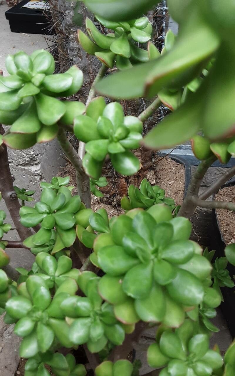 Echeveria chilonensis leaf