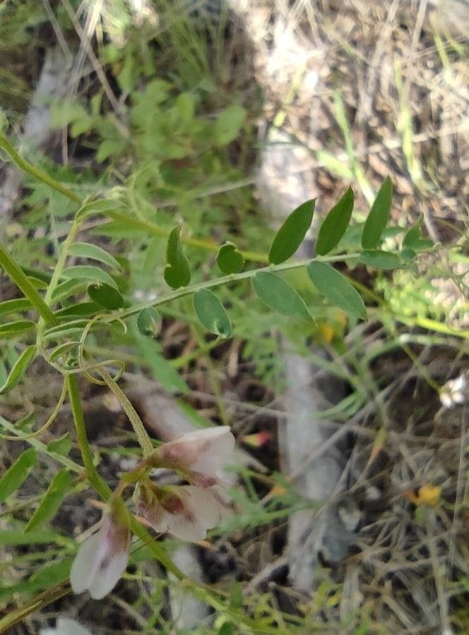Vicia altissima leaf