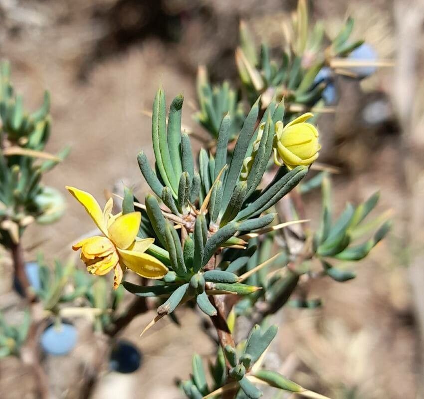 Berberis empetrifolia flower