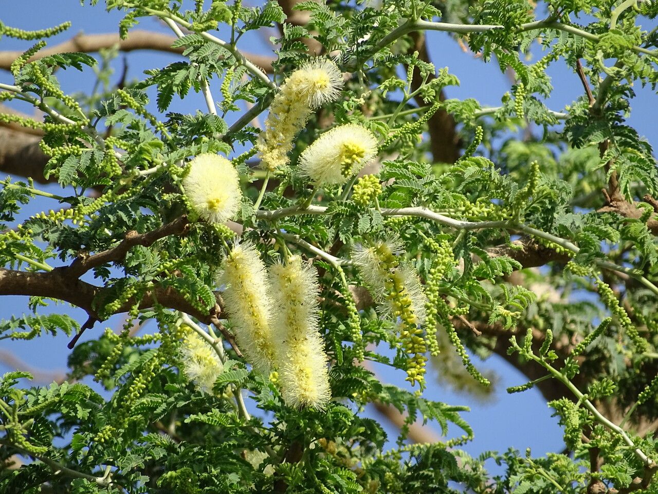 Faidherbia albida flower