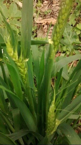 Triticum turgidum fruit