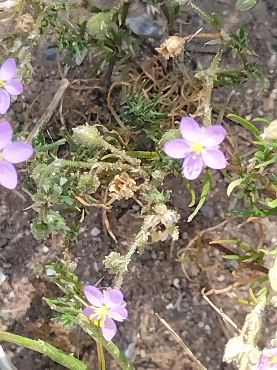 Spergularia rubra — search result for 'Perennial or annual herb'