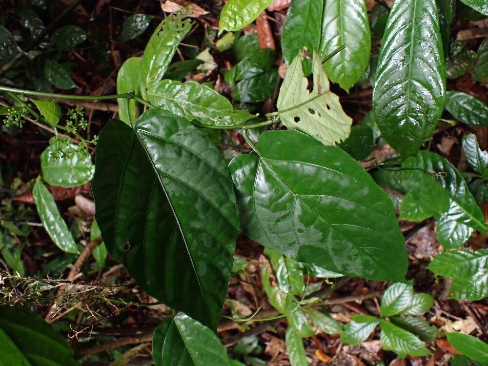 Cissus barteri — houseplant care guide