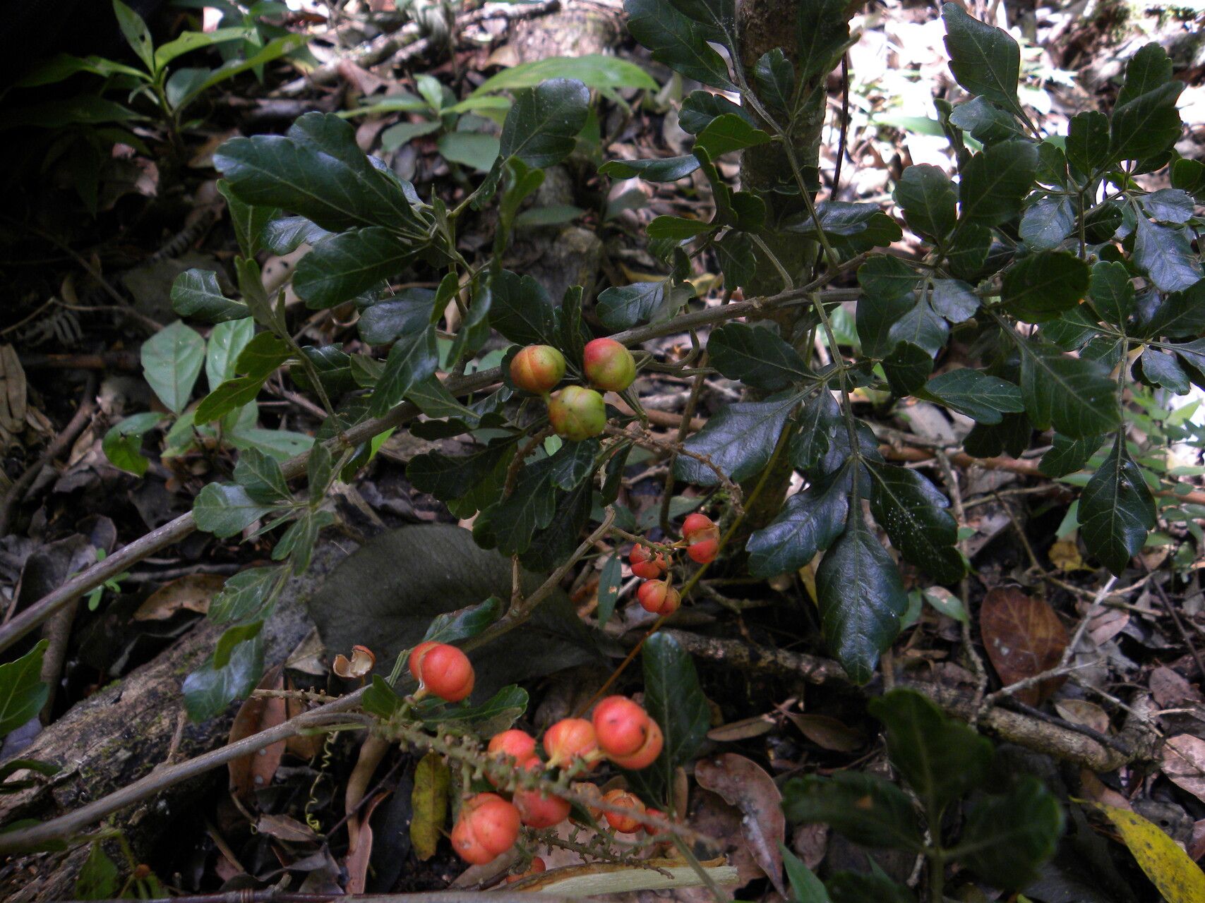 Paullinia costaricensis fruit