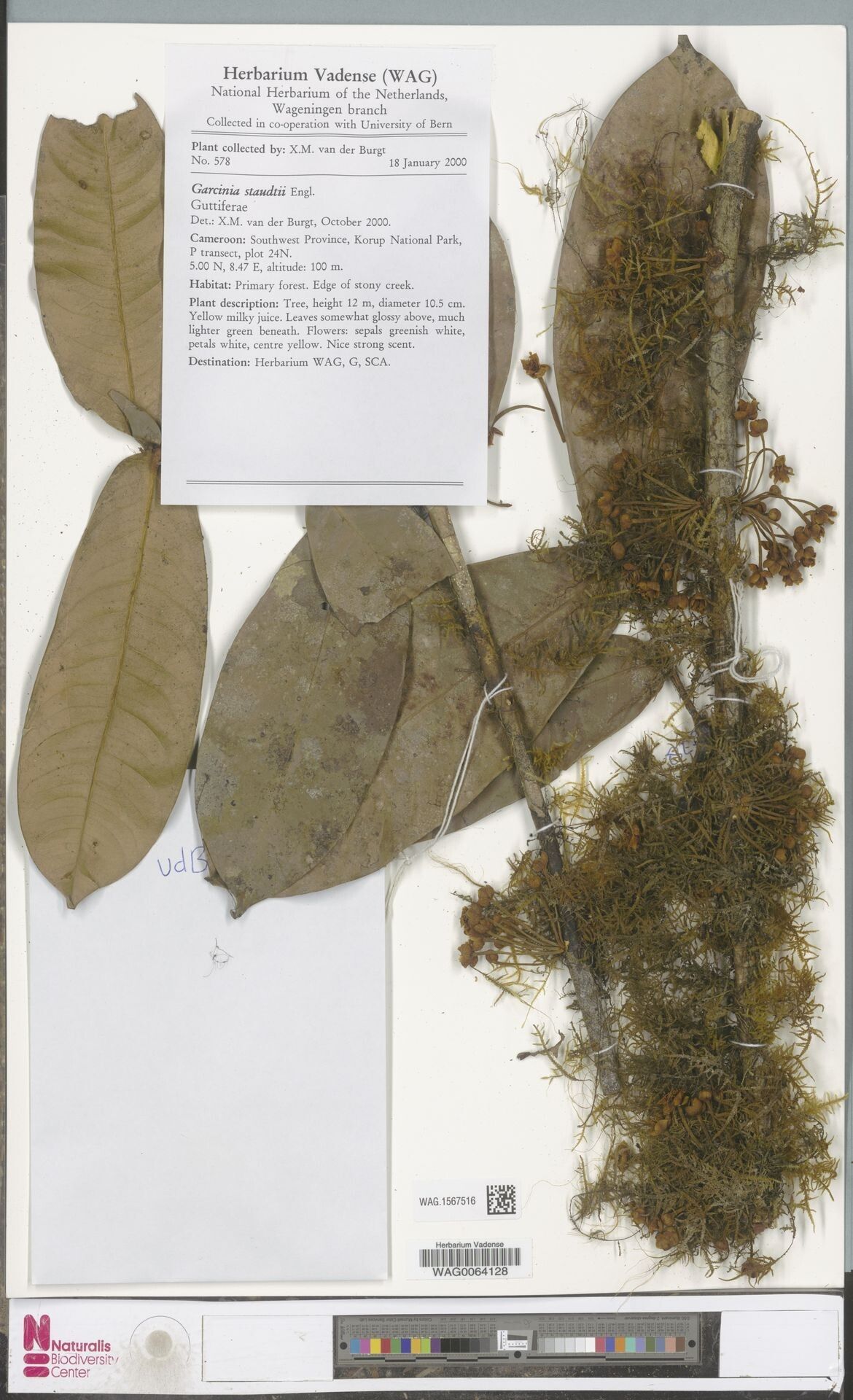 Garcinia staudtii — houseplant care guide