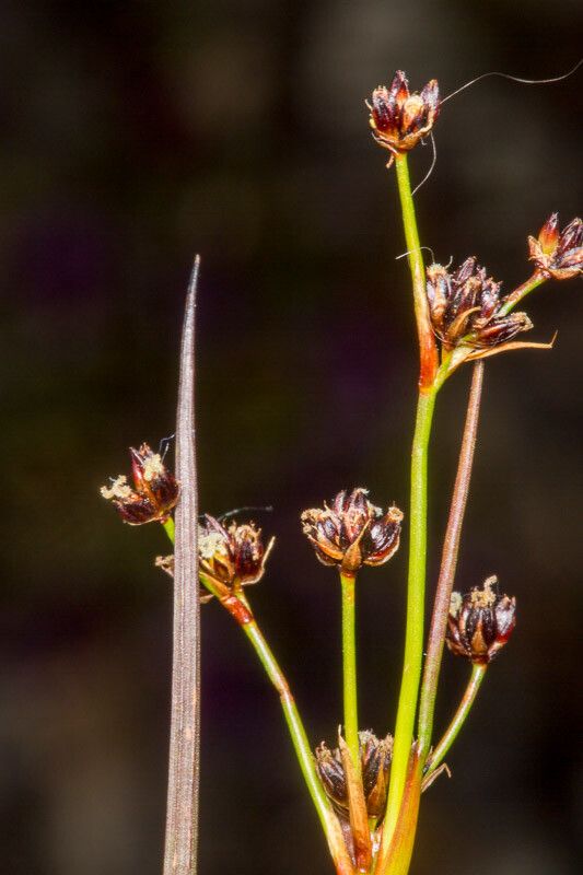 Juncus alpinoarticulatus fruit