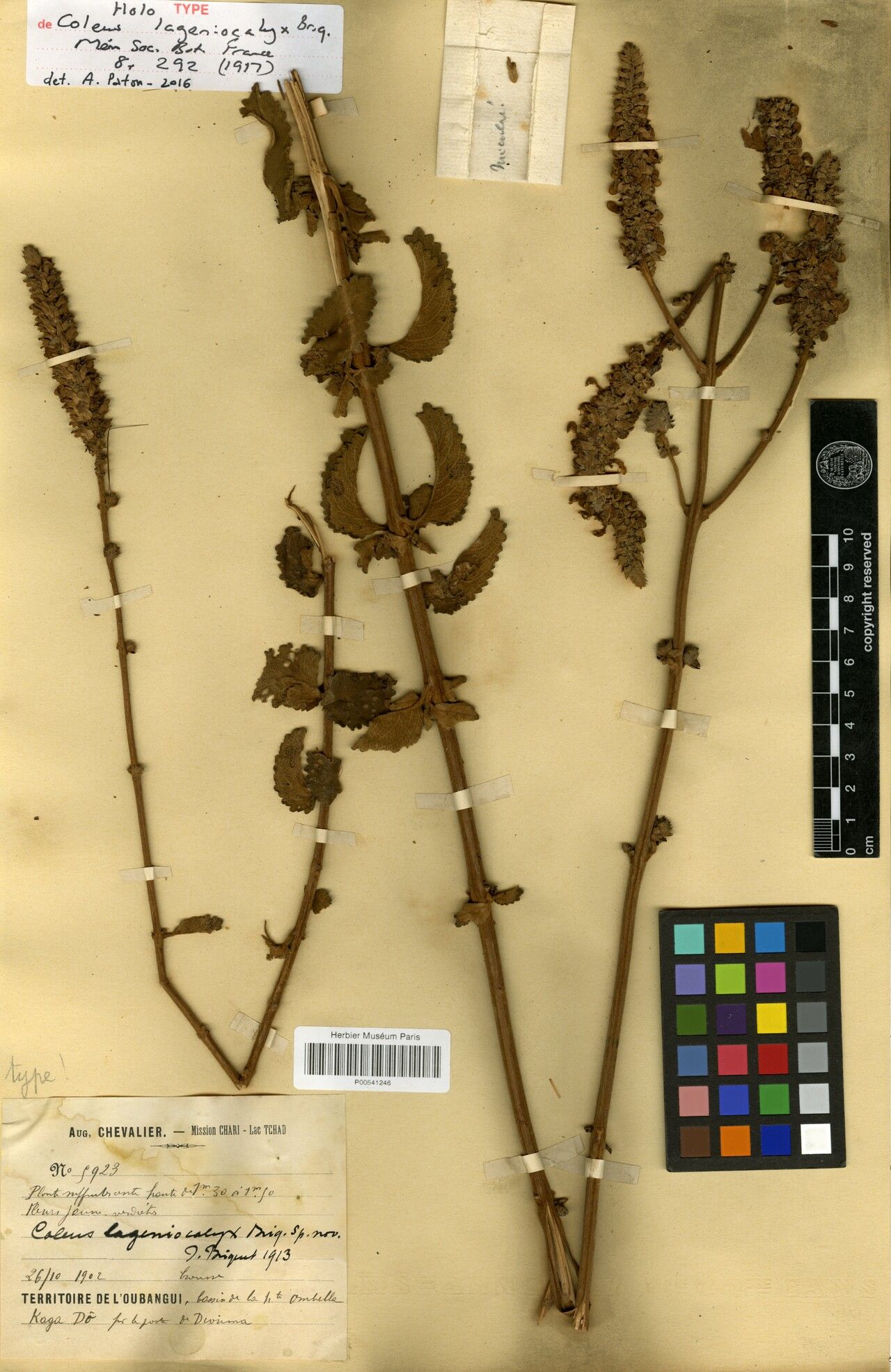 Coleus lageniocalyx — houseplant care guide