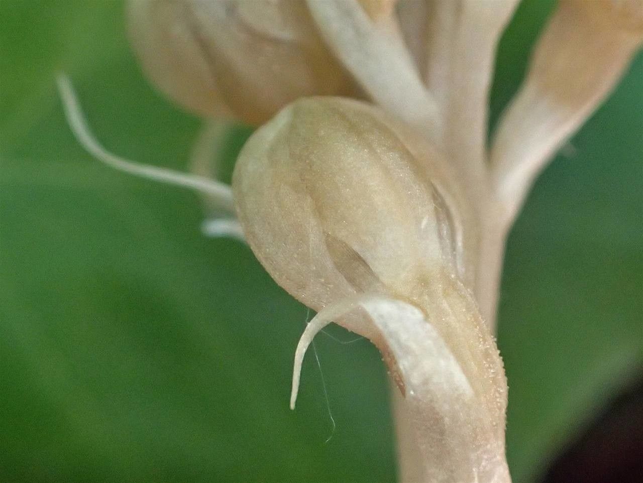 Neottia nidus-avis fruit