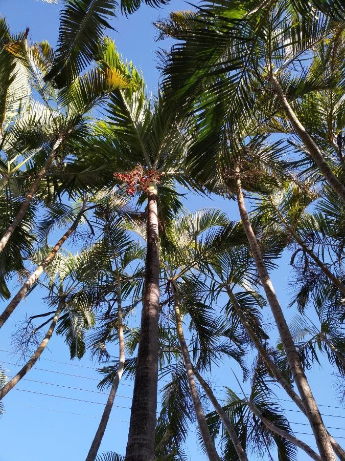 Dictyosperma album — houseplant care guide