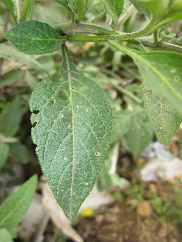 Solanum cochabambense — houseplant care guide