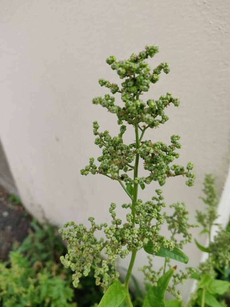 Chenopodiastrum hybridum fruit