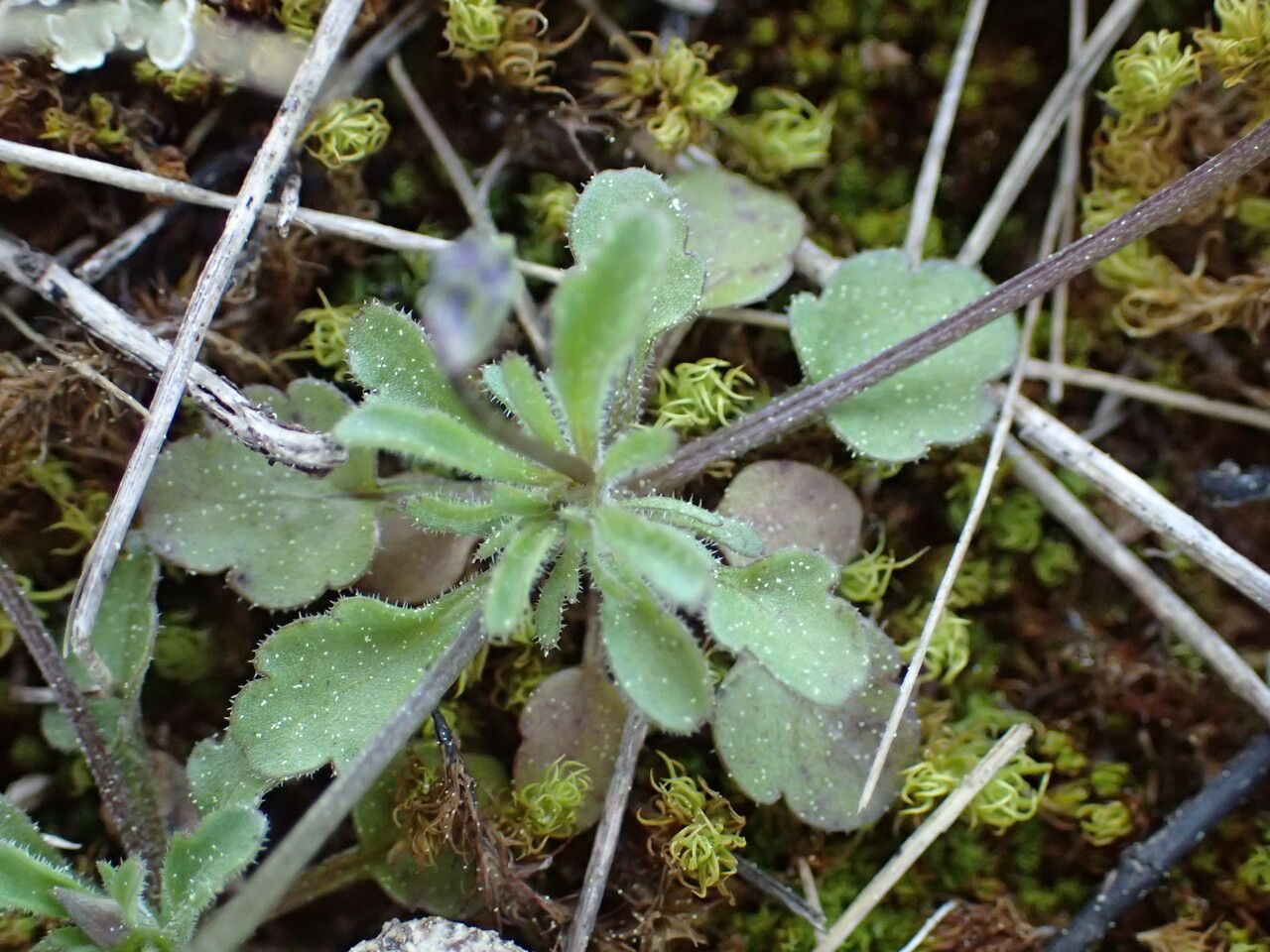 Viola kitaibeliana leaf