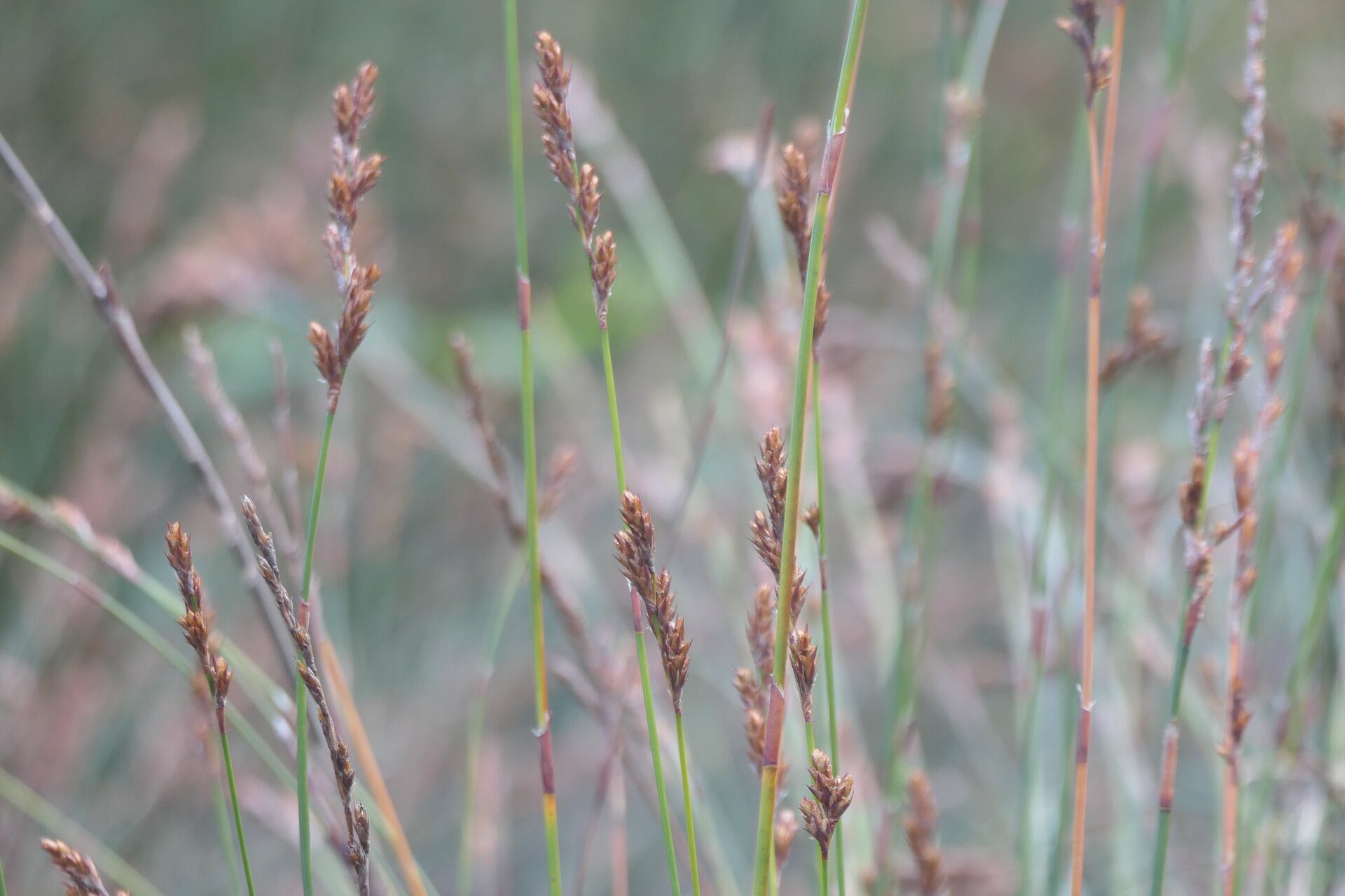 Restio multiflorus — related species from the same genus