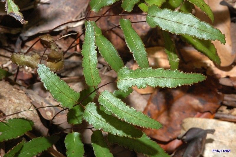Lindsaea vieillardii — houseplant care guide