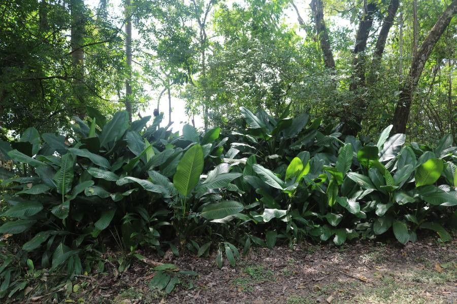 Dieffenbachia longispatha leaf